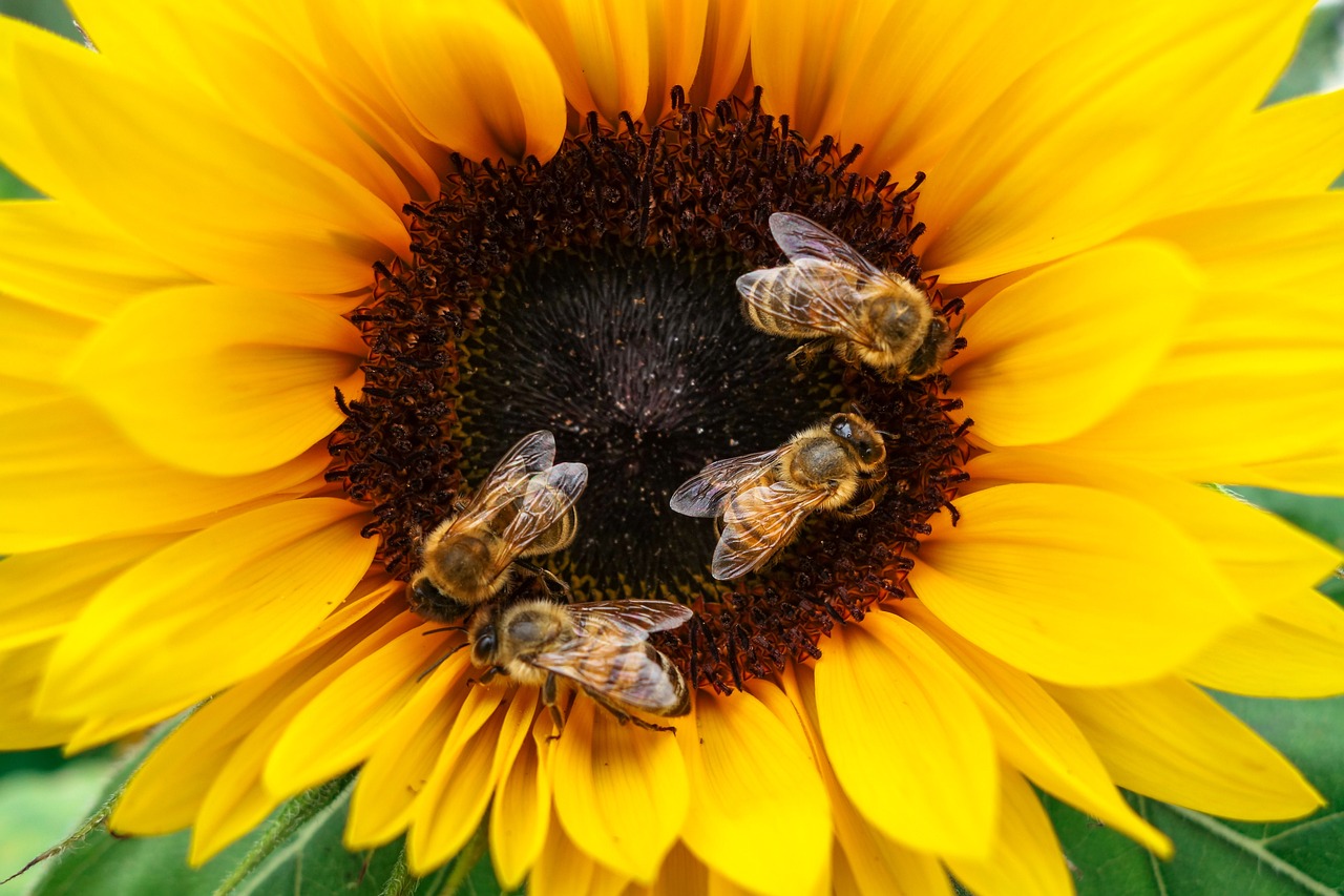 The Effect of Climate Change on Bee’s Foraging Patterns